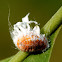 Mealybug
