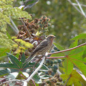 House Finch