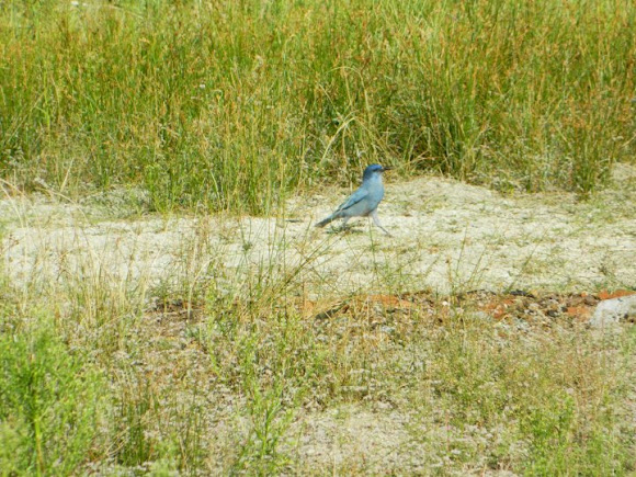 Spotting Image 1