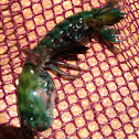 Mantis shrimp