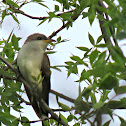 Yellow-billed Cuckoo