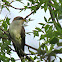 Yellow-billed Cuckoo