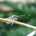 Green Marsh Hawk Male