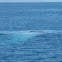 Blue Whale