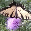 Eastern Swallowtail