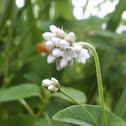 Arrowleaf Tearthumb