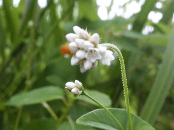 Spotting Image 1