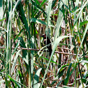 Thick-billed Weaver