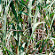 Thick-billed Weaver