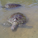 ​​turtle