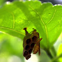Wasp