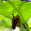 Wasp