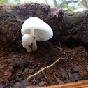 White Fungus
