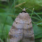 Pale-banded Dart