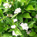 Red Osier (Red Twig) Dogwood