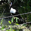Saddle-billed Stork