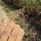 Stick mantis