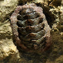 Chiton.