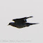 Woodpigeon; Paloma Torcaz