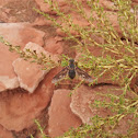 Bee Fly