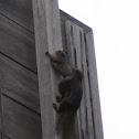 Grey squirrel