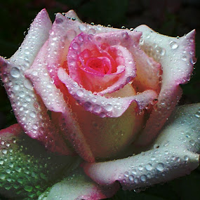 Rose droplets. by Raymond Earl Eckert - Nature Up Close Flowers