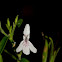 Orchid