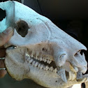Javelina
