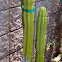 San Pedro