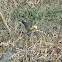 Citrine Wagtail