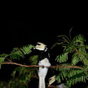 Pied Hornbill