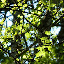 Wood Warbler