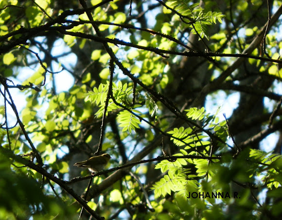 Spotting Image 1