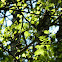 Wood Warbler