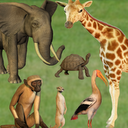 Click! Zoo mobile app icon