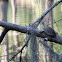 Razor-backed Musk Turtle
