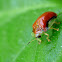Tortoise Beetle