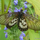 Glasswing Butterfly