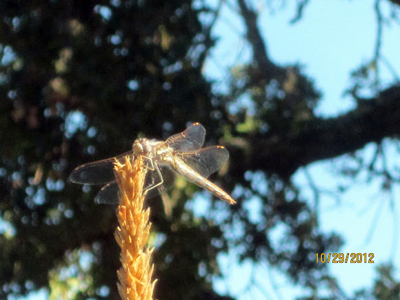 Spotting Image 1