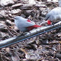 Lavender Waxbill