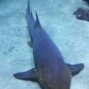 Nurse Shark