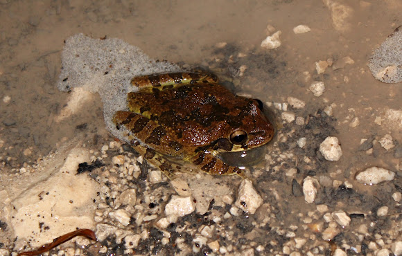 Spotting Image 1