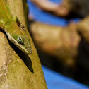Green Anole