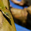 Green Anole