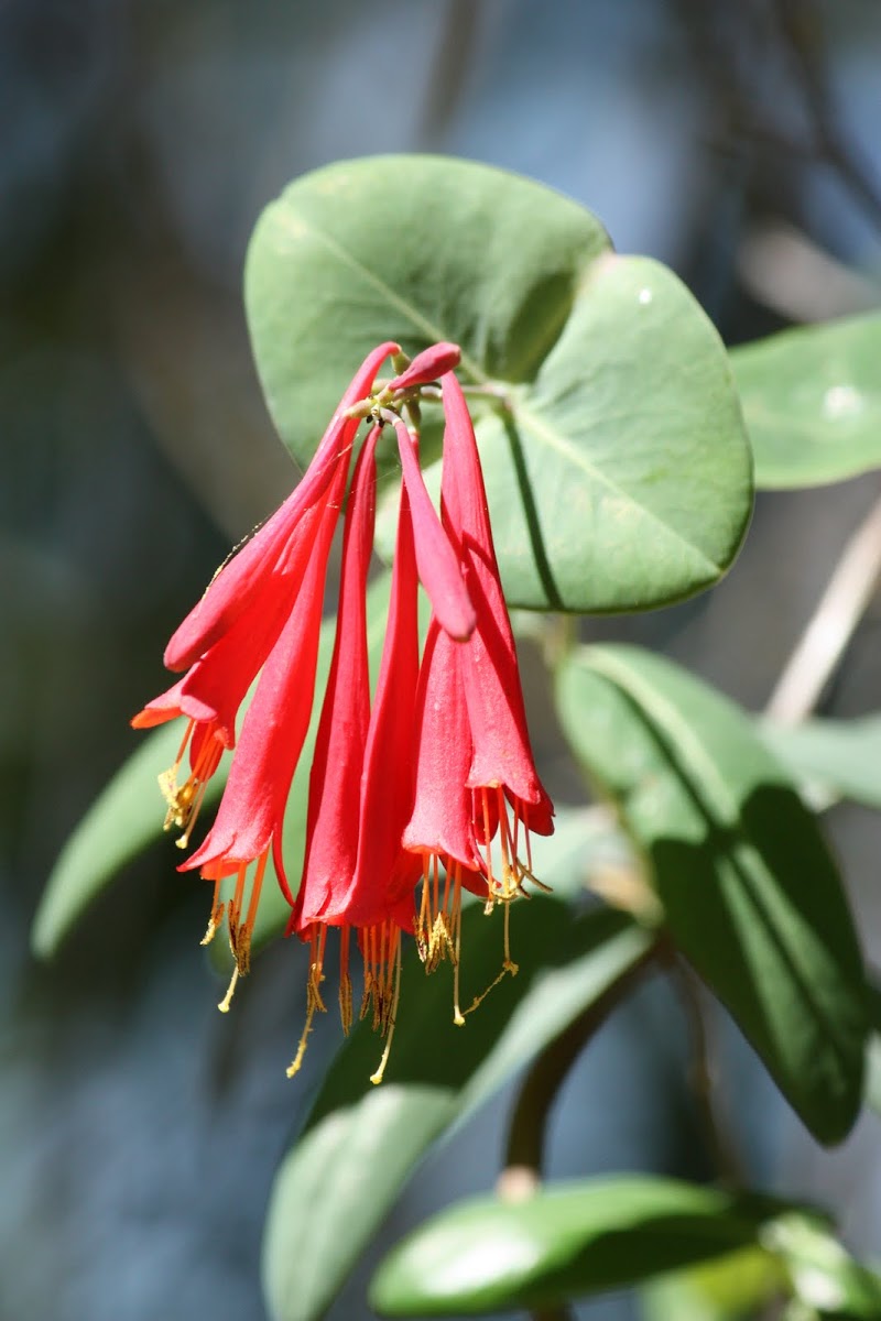 Trumpet Honeysuckle 