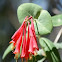 Trumpet Honeysuckle 