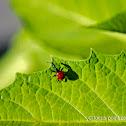 Giraffe-necked weevil