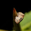 Jumping Spider