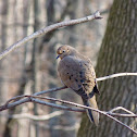 Mourning Dove