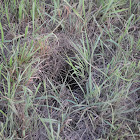 American badger (burrow)